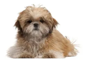 brown and white shih tzu with messy hair