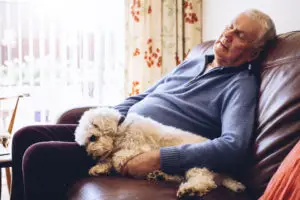 shih tzu sleeping next to old man