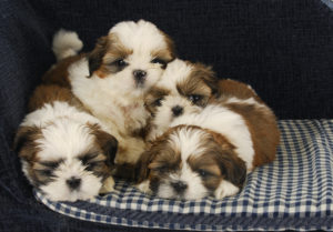 shih tzu puppies bunched together on a small sofa