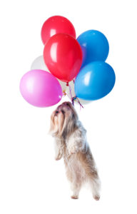 balloons attached to a shih tzu to make him fly