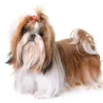 Do Shih Tzus Think They are Human - fancy long-haired shih tzu