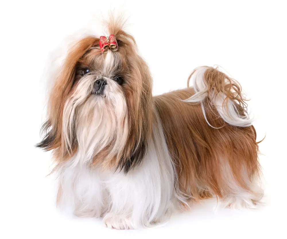 Do Shih Tzus Think They are Human - fancy long-haired shih tzu