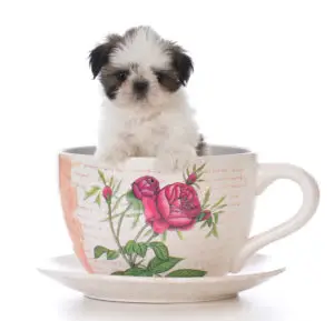 shih tzu puppy in a tea cup