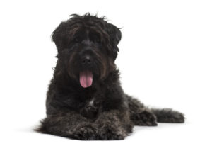 big, black bouvier dog