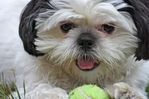 closeup of black and white shih tzu playing with tennis ball