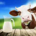 can shih tzus drink milk - cow looking at a pitcher of milk