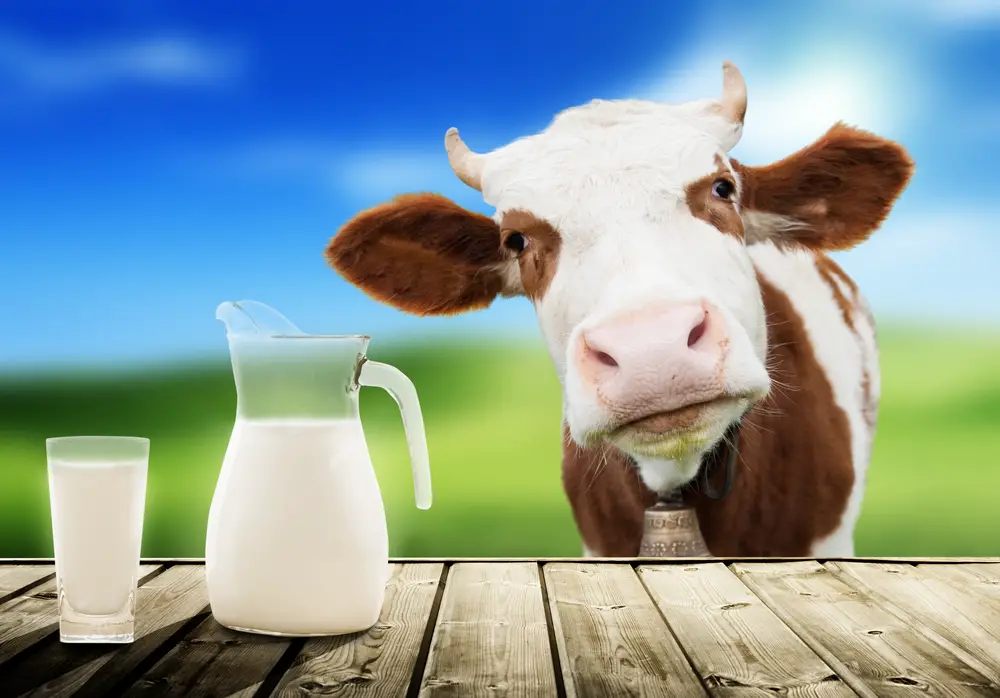 can shih tzus drink milk - cow looking at a pitcher of milk