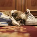why does my shih tzu sleep on my feet - shih tzu puppy sleeping on shoes