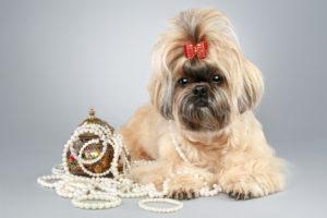 fancy shih tzu with red bow and jewelry