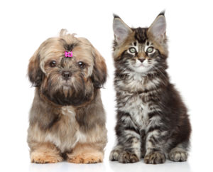 shih tzu puppy with purple bow next to a kitten
