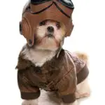 can shih tzus fly on airplanes - shih tzu dressed as a pilot