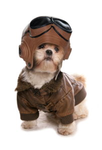 shih tzu dressed like a pilot