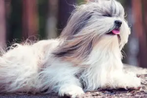 shih tzu with wind blowing in its long hair