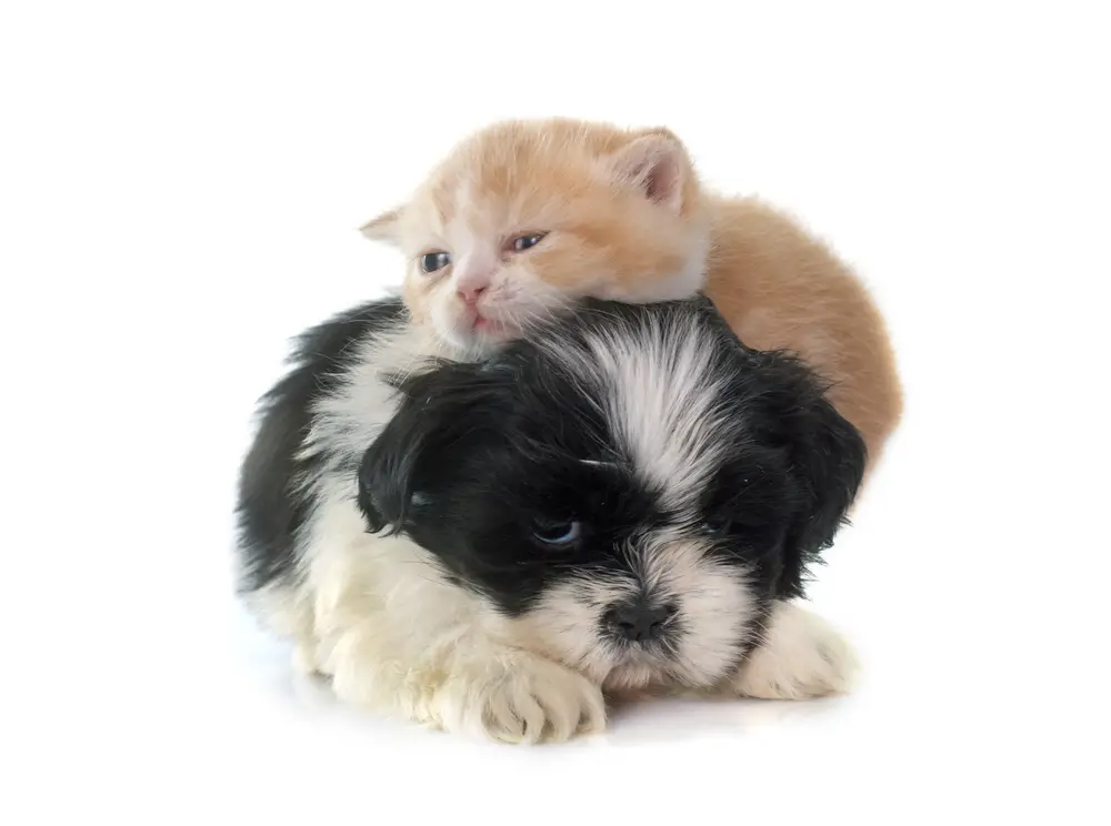 why does my shih tzu act like a cat - shih tzu puppy with kitten on its head