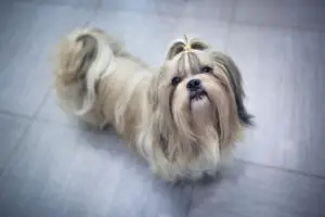 long-haired shih tzu looking up at its owner