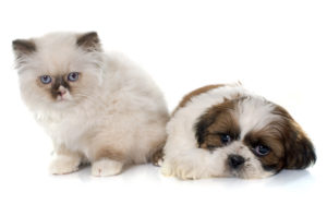 shih tzu puppy sitting next to a white kitten