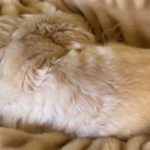 shih tzu sleeping with his back towards the camera