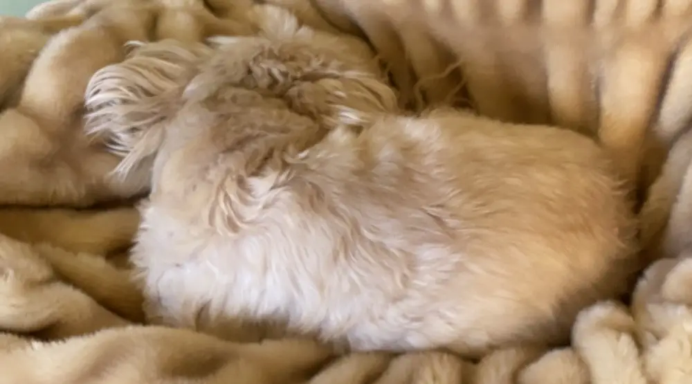 shih tzu sleeping with his back towards the camera