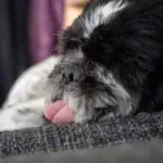 are Shih Tzus lazy - shih tzu sleeping with tongue out