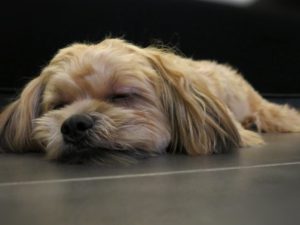 brown and white shih tzu sleeping on the floor