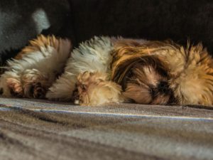brown and white shih tzu sleeping on its side