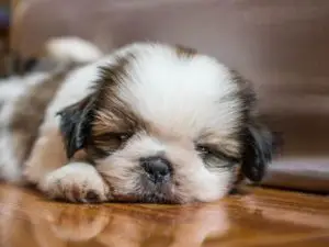 shih tzu puppy sleeping on a hardwood floor