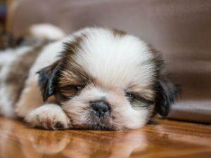 are all shih tzus lazy