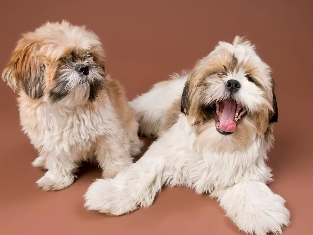 are shih tzus good pets - two shih tzus one is laughing