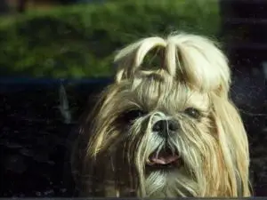 close up of shih tzu with a top knot