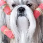 do shih tzus have fur or hair - a closeup of a shih tzu with rollers in its hair