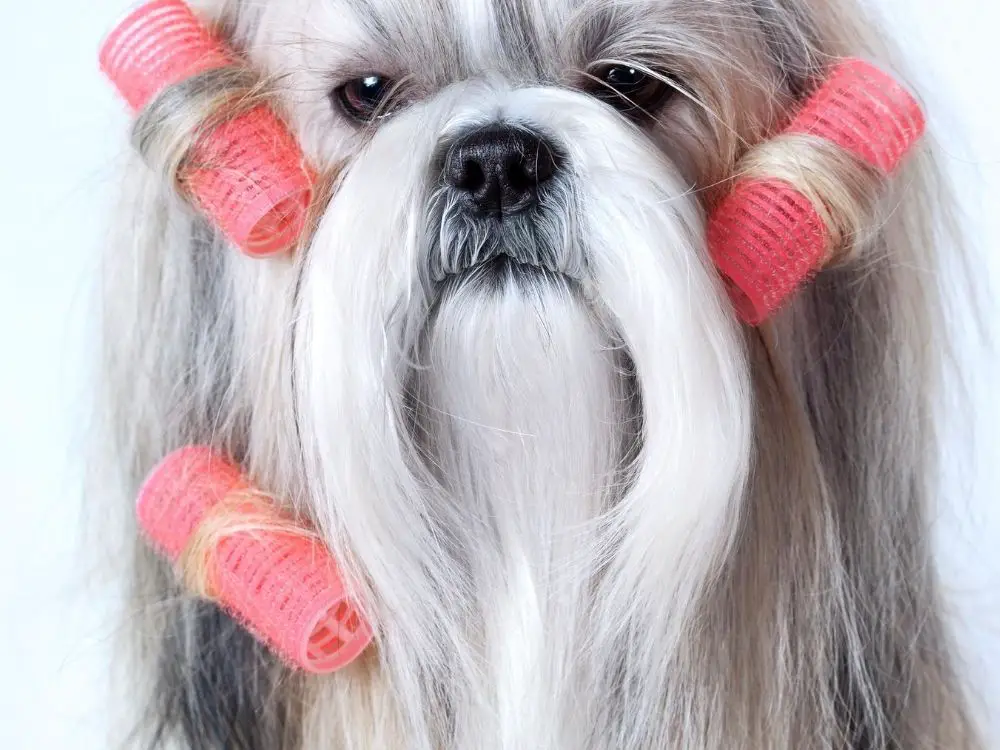 do shih tzus have fur or hair - a closeup of a shih tzu with rollers in its hair