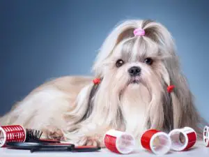 long-haired shih tzu with red curlers in its hair