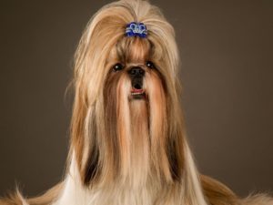 long-haired brown shih tzu with blue bow