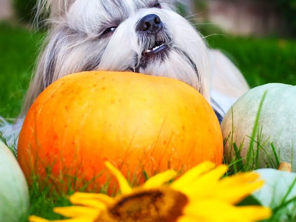 what vegetables can my shih tzu eat - shih tzu sleeping with its head on a pumpkin