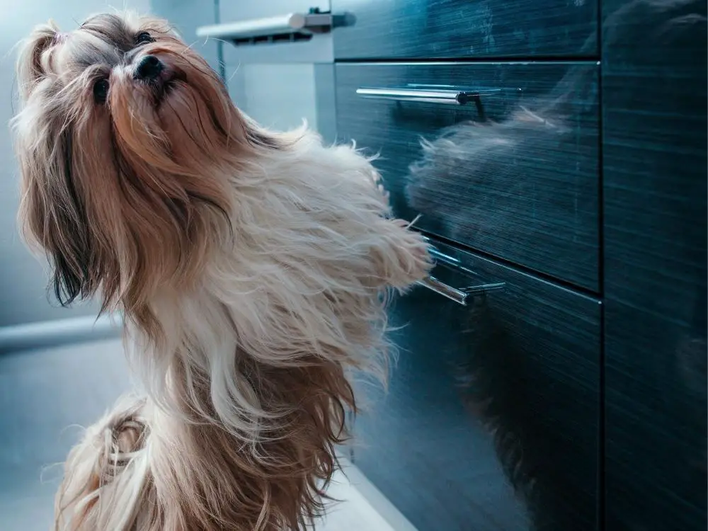 what fruits can a shih tzu eat - shih tzu jumping up on the kitchen cabinets looking for food