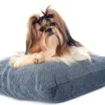 best dog for for picky shih tzu - shih tzu sitting on blue pillow