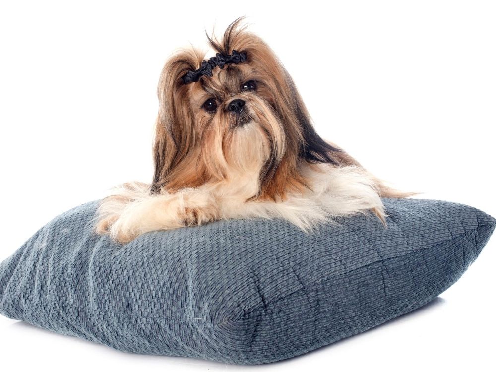 best dog for for picky shih tzu - shih tzu sitting on blue pillow