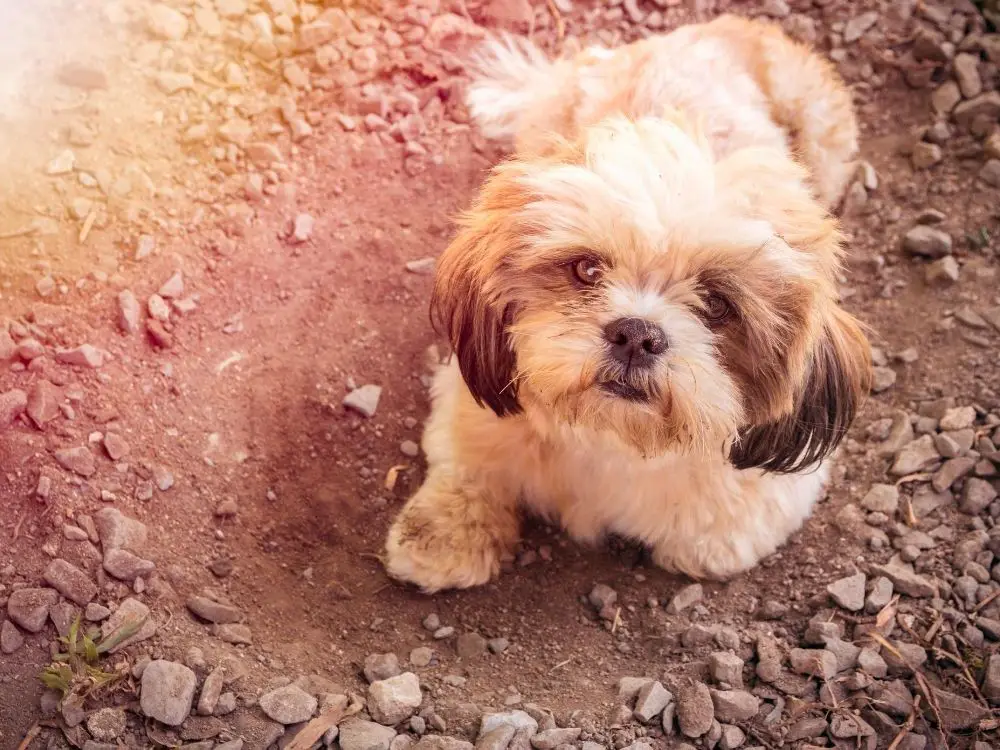why do shih tzus dig - shih tzu sitting on a pile of dirt