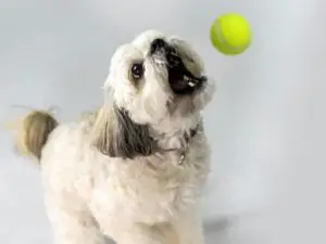 white shih tzu catching tennis ball in its mouth