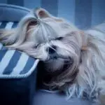 why do shih tzus snore - long haired shih tzu sleeping with head on a pillow