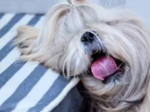 shih tzu sleeping with its mouth open leaning against a pillow