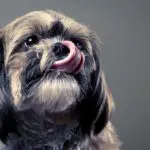 why do shih tzus lick so much - black shit tzu with tongue out