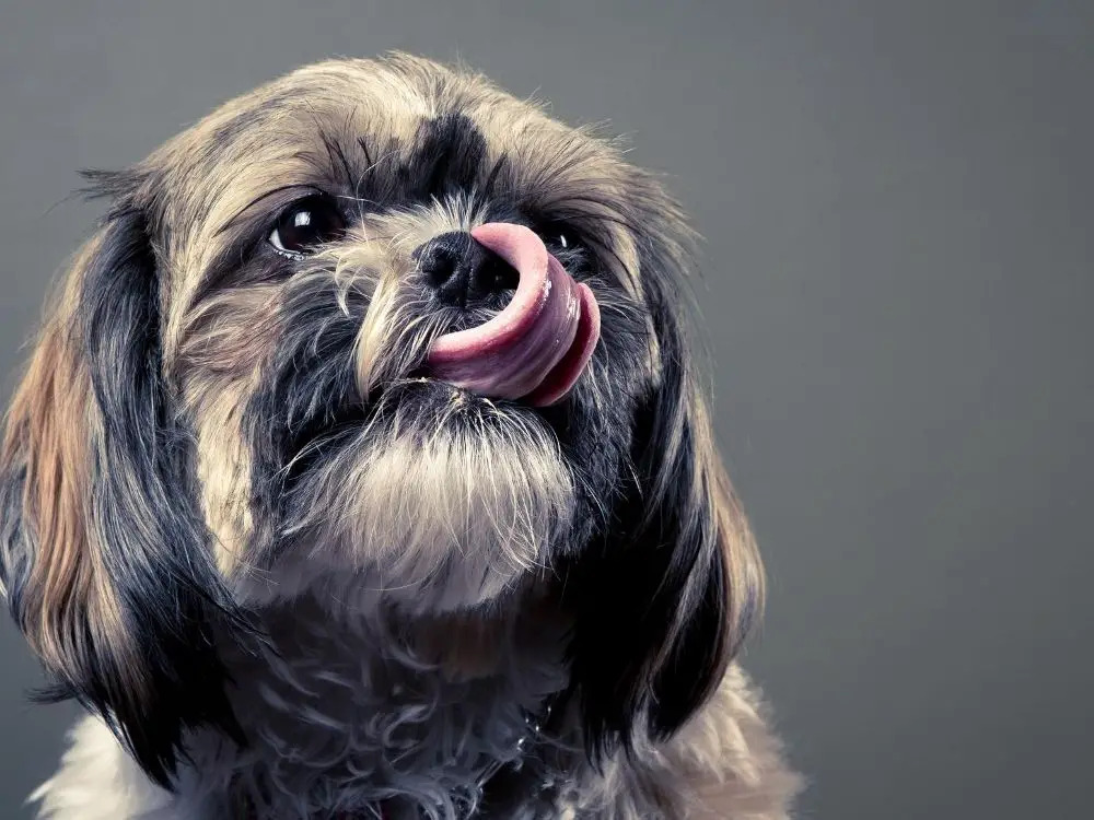 why do shih tzus lick so much - black shit tzu with tongue out