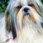 why do shih tzus stink - close up of long-haired shih tzu