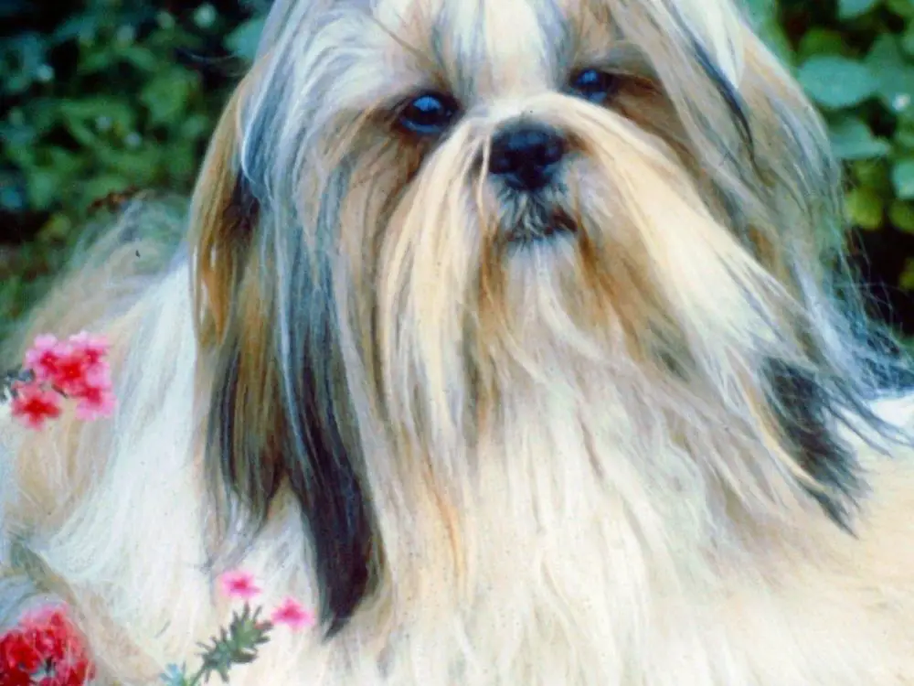 why do shih tzus stink - close up of long-haired shih tzu