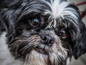 black and white shih tzu close up of its face