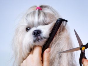 long haired shih tzu being combed