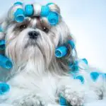 long haired shih tzu with rollers