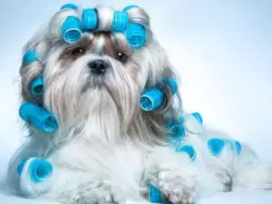 long haired shih tzu with blue rollers in its hair