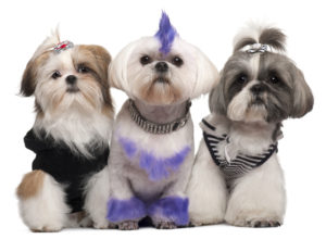 three shih tzus painted to look like they are punk rockers